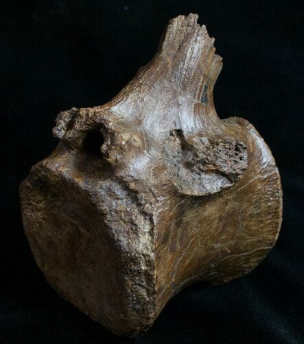 Edmontosaurus (Hadrosaur) Vertebrae - Montana #10260